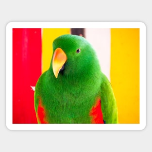 Male Eclectus Parrot (North East Australia) Sticker